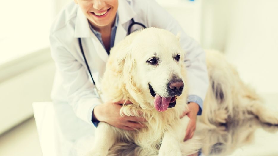 Vet with retriever dog at the vet clinic