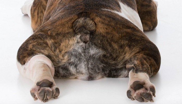English bulldog resting on hind legs