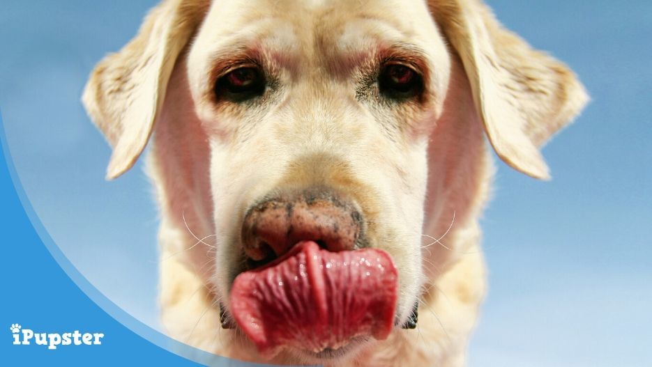 Reasons and Causes of Dogs Eating Own Vomit