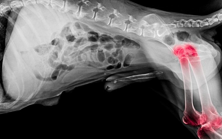 X ray film of dog lateral view highlighting joint and hip dysplasia in dogs