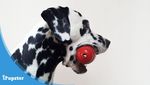 Dalmatian dog playing with KONG toy