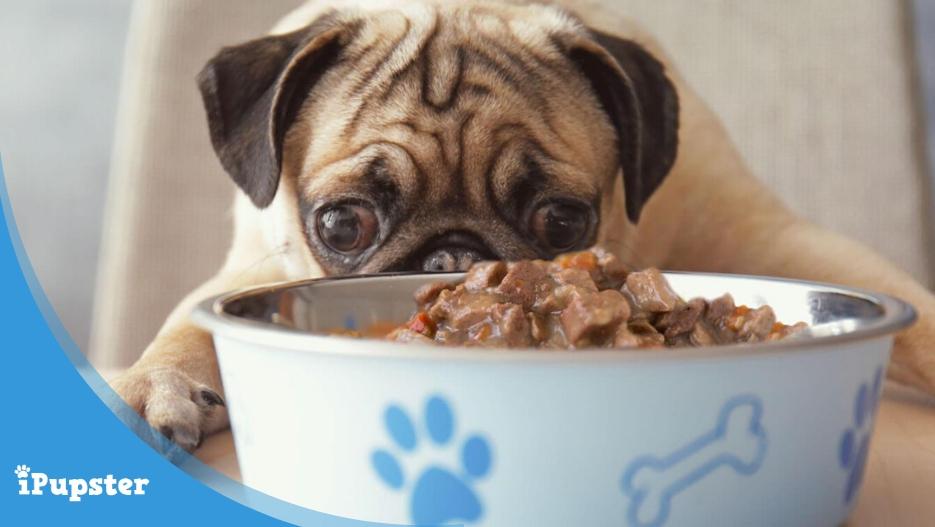 Cute pug eating a bowl of wet canned dog food