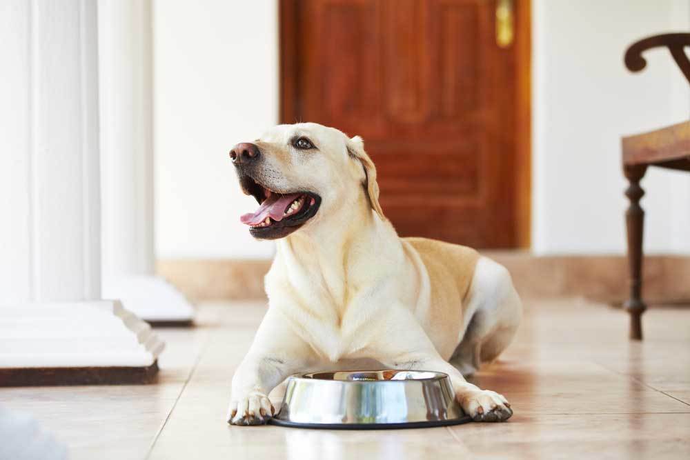 Labrador Dog at the Food Bowl