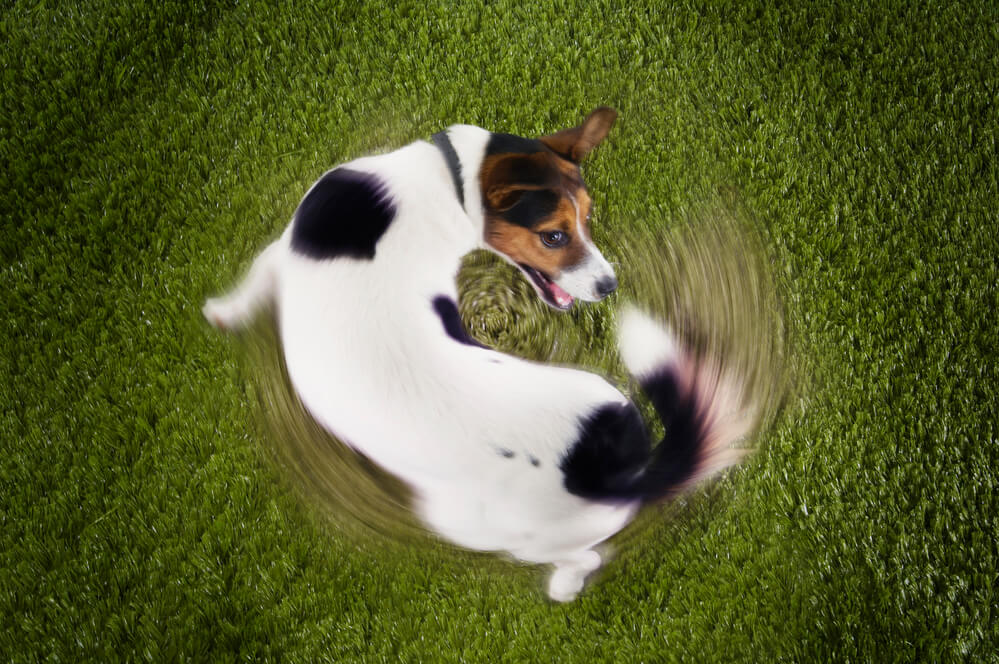 Jack Russell walking around in circles chasing its tail