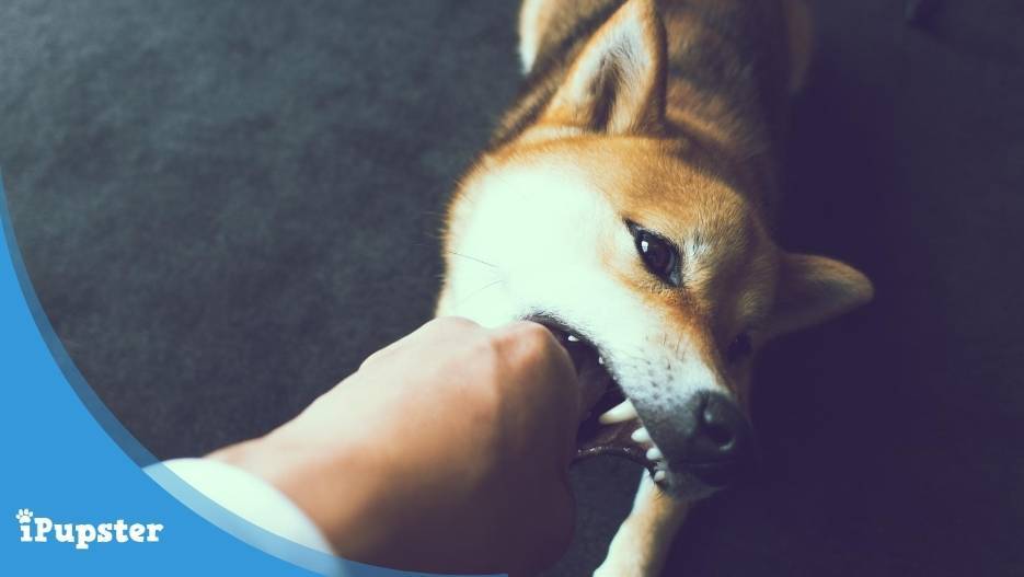 Shiba dog biting a human's hand