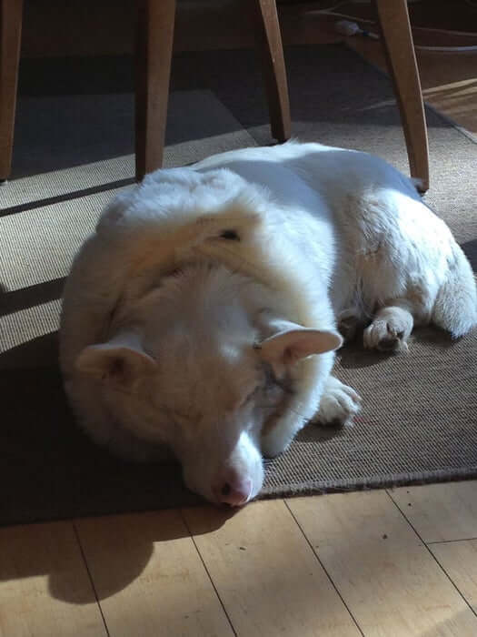 Corgi wearing a foam e-collar lying on the floor
