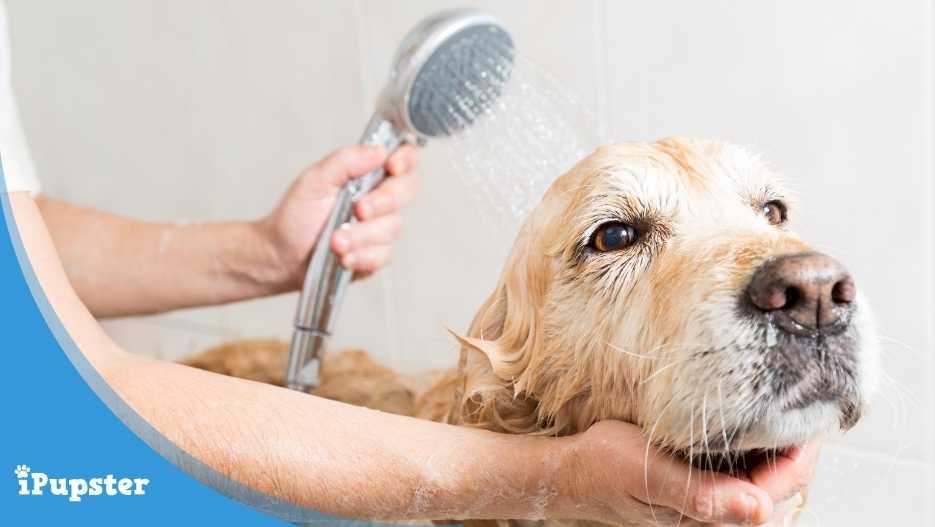 Bathing a Golden Retriever dog