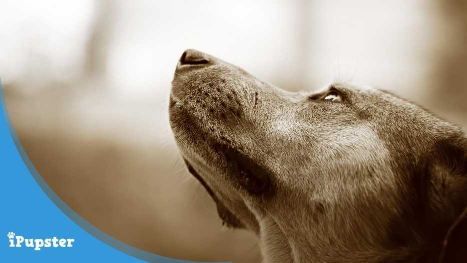 Symptoms of Canine Malignant Lymphoma in Dogs