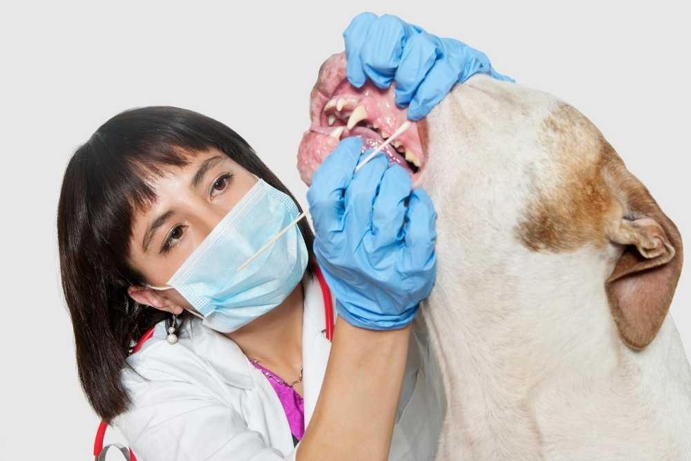 help keep dog’s teeth and gums healthy