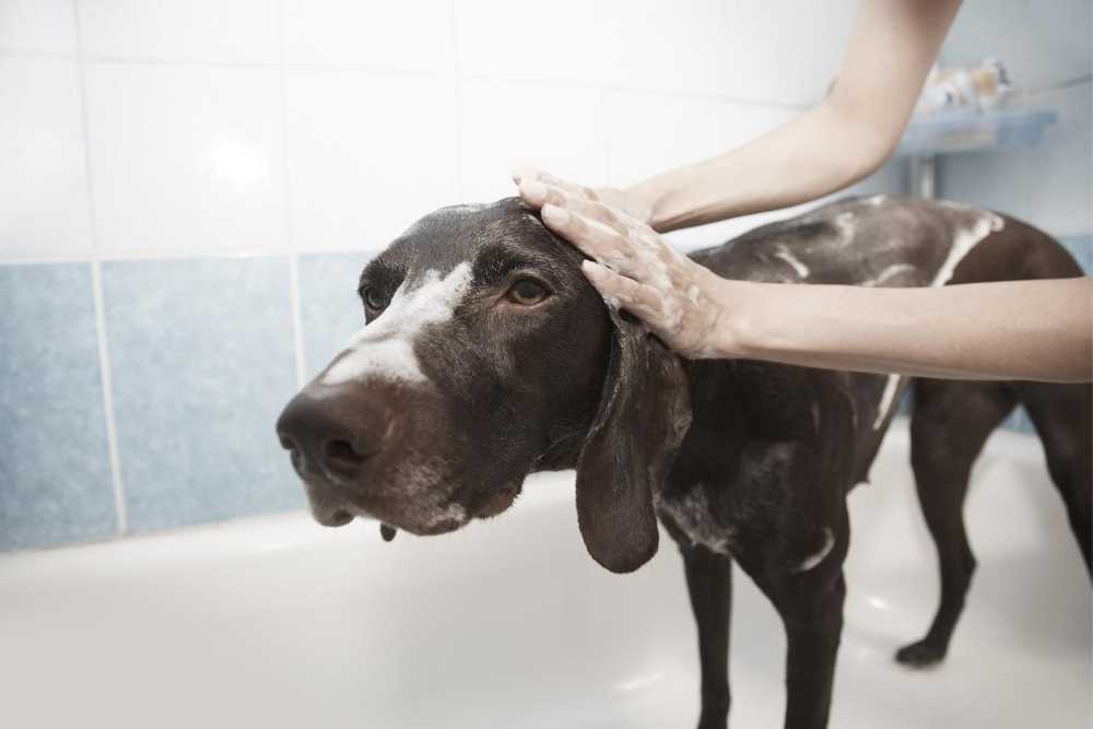 A brown labrador getting shampooed in a bath