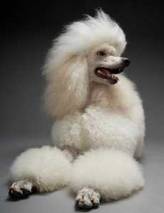 A groomed white poodle