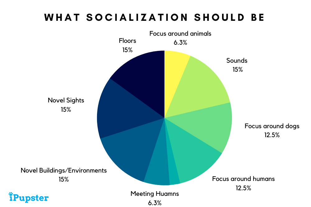 What Puppy Socialization Should Be Graph
