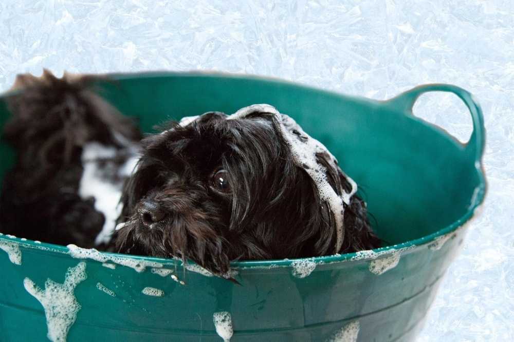 Small black puppy getting a bath in a dog tub
