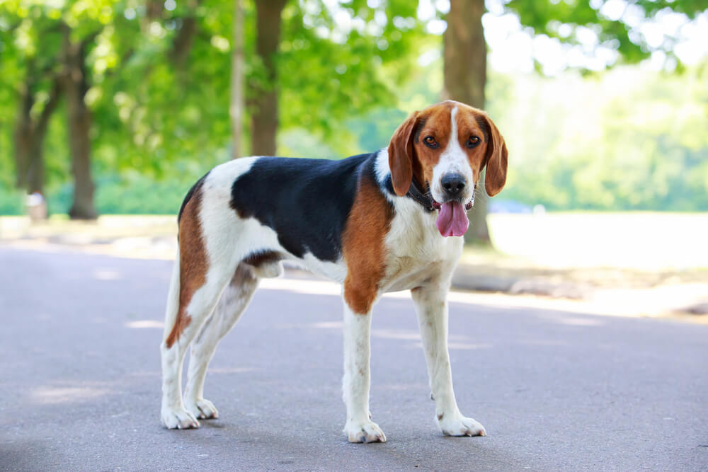 American Foxhounds make great pets for hunters.