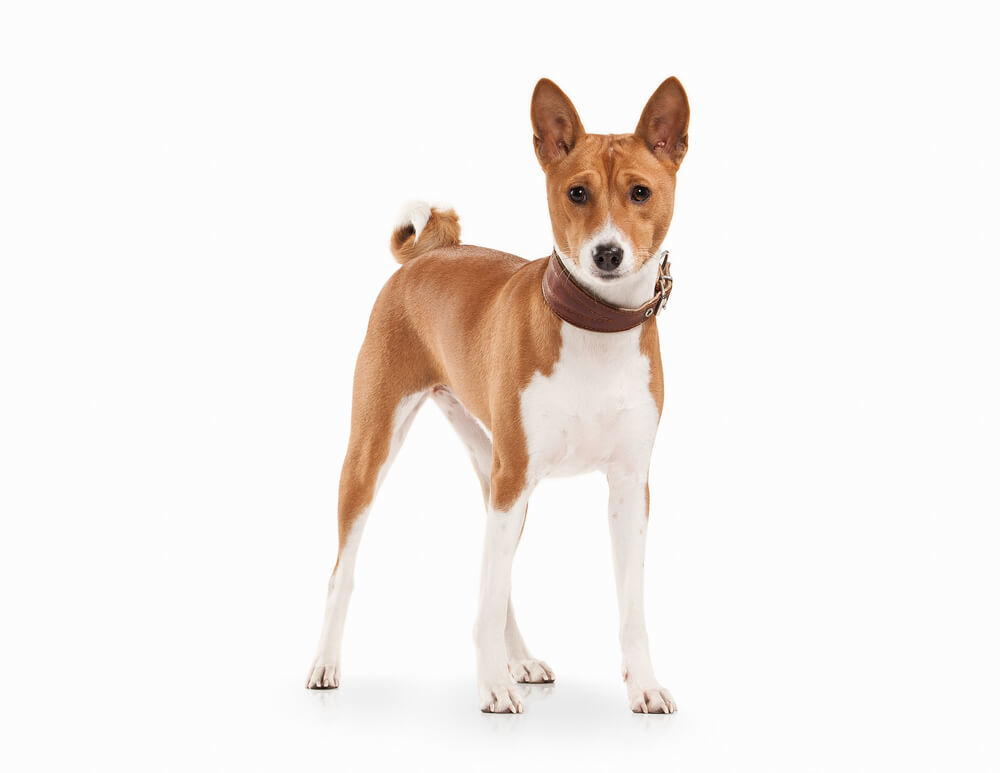 The Basenji is a muscular breed of hunting dog.