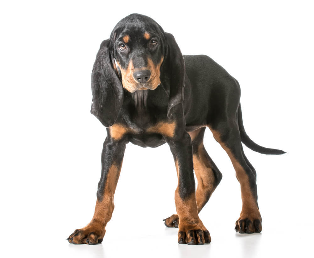 An adorable black and tan Coonhound puppy.