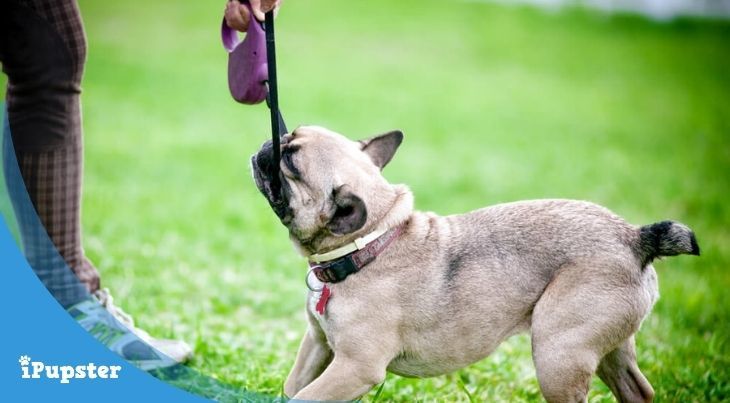 Leash Training: When Your Dog Pulls or Refuses to Walk