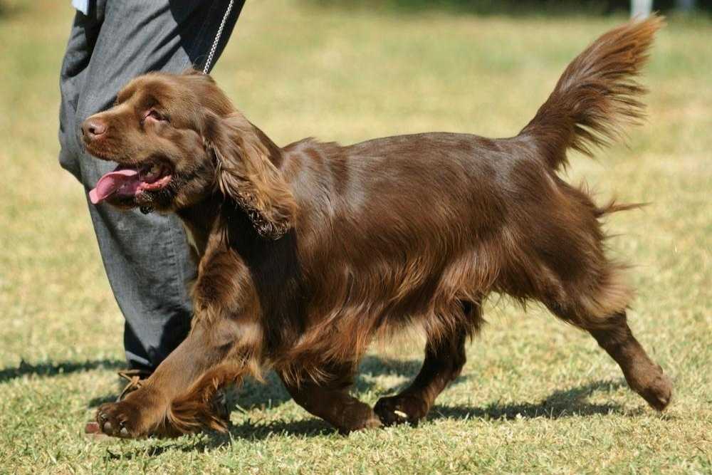 An English dog breed - Susses Spaniel on a leash with owner.