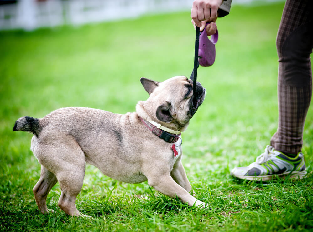 A stubborn pug dog pulling on leash while walking in park with owner.