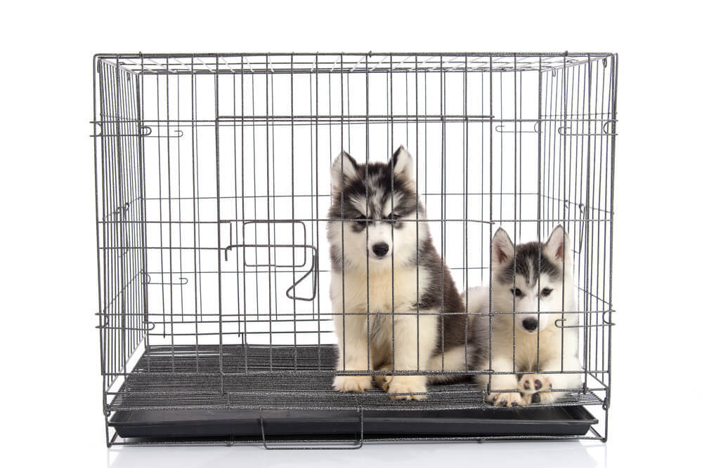 Two cute Siberian Husky sitting in a metal dog crate