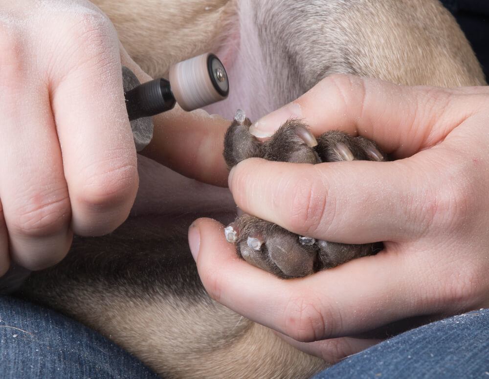 How do you trim a dog's nails