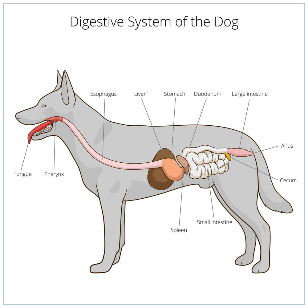 A diagram showing the various organs in a dog's digestive system