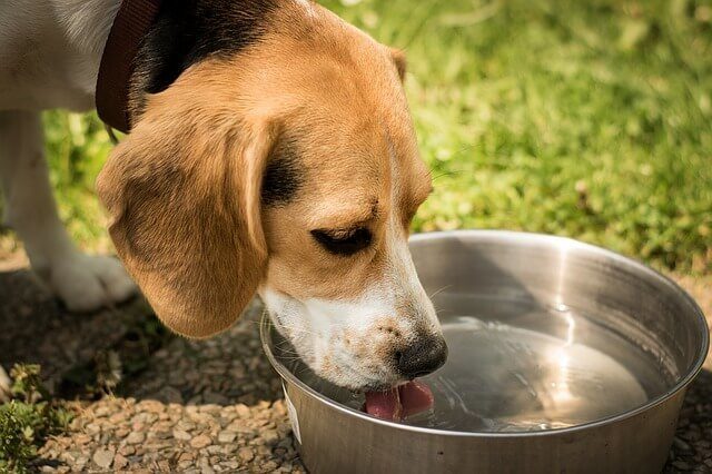 A cute beagle puppy drinking fresh water from a large metal bowl outdoors