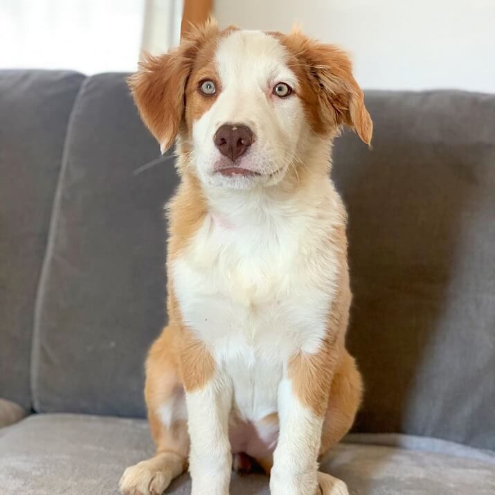 A ginger green-eyed border collie puppy sitting on a sofa
