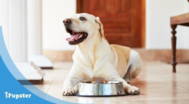 A lab dog sitting down in front of his dog bowl filled with kibble.