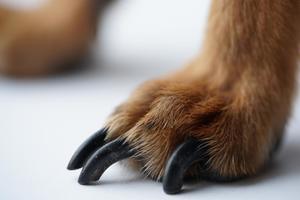 Overgrown dark claws in small dog