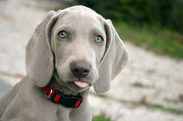 A green eyed Weimaraner puppy dog wearing a red collar