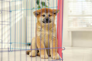 A cute akita inu in a playpen indoors alone.