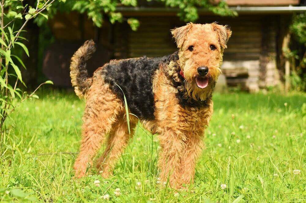 Airdale Terrier Dog Breed