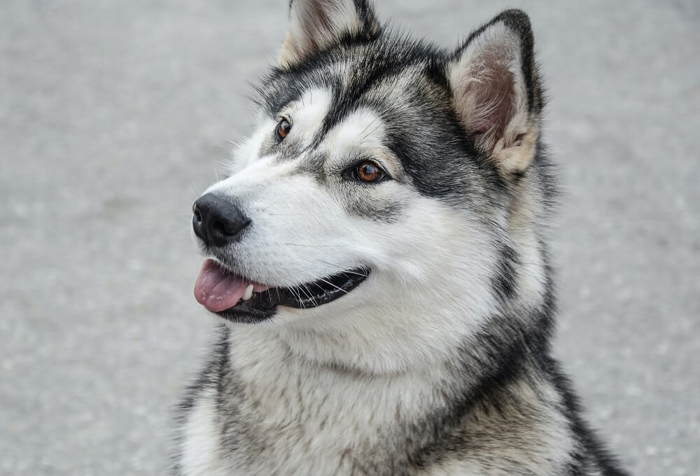 Names for Alaskan Husky dog breeds