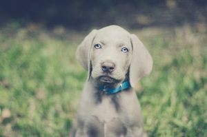 Dog breeds with blue eyes