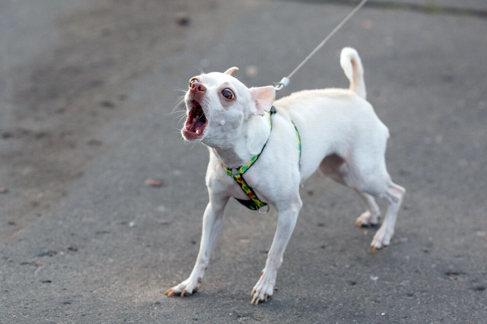 a Chihuahua dog barking while out walking on the leash