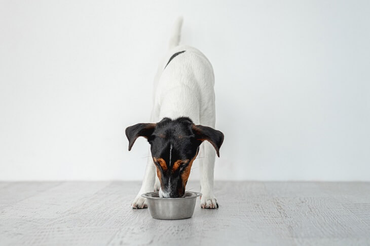 Fox terrier dog eating rice from dog bowl