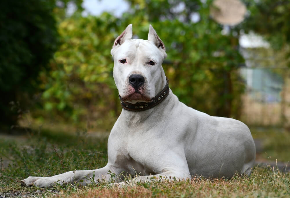 A dogo argentino lying down on the grass