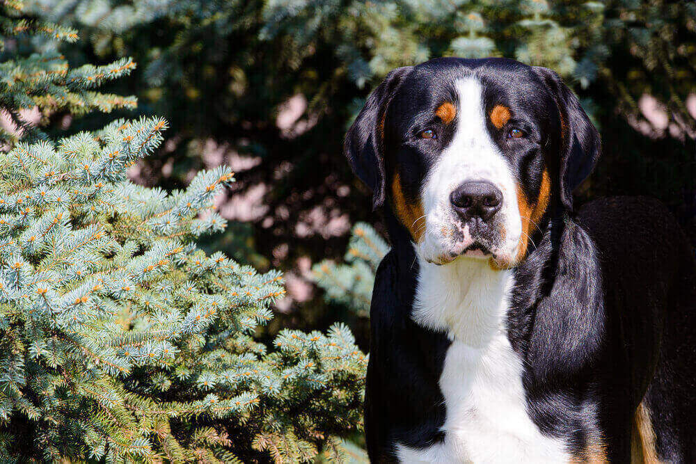 Greater swiss mountain dog breed