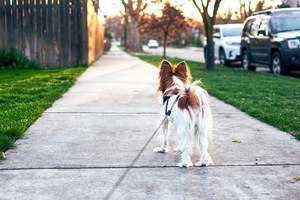 Papillon leash walking with owner on the street