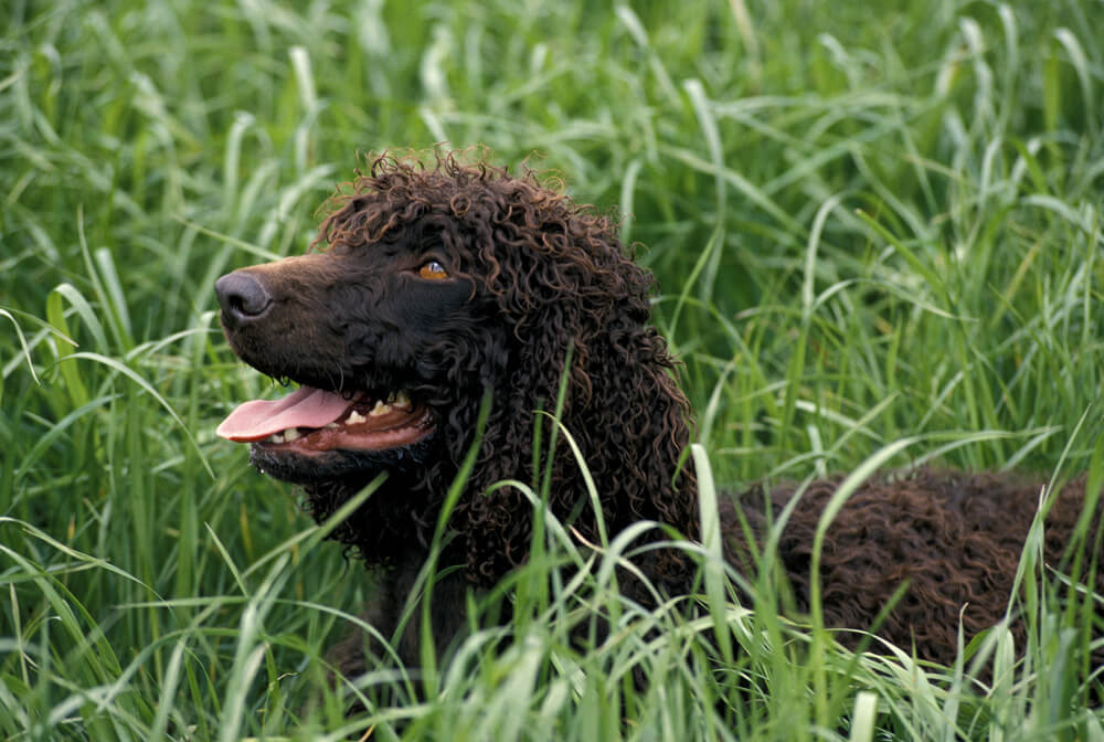 Irish Water Spaniel with Amber Eyes and Curly hair in grass
