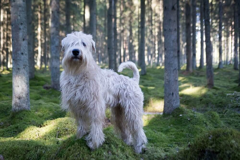Dog Breed Soft Coated Wheaten Terrier