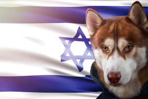 Kosher dog names that are Hebrew originated