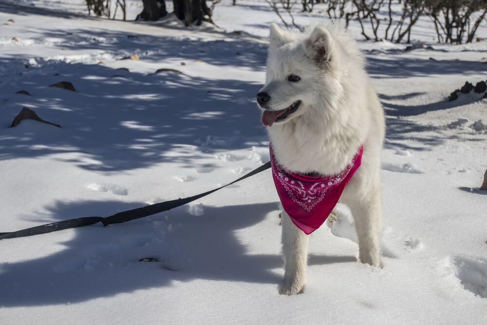 American Eskimo white dog in the snow