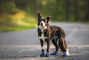 Border Collie wearing hiking dog boots