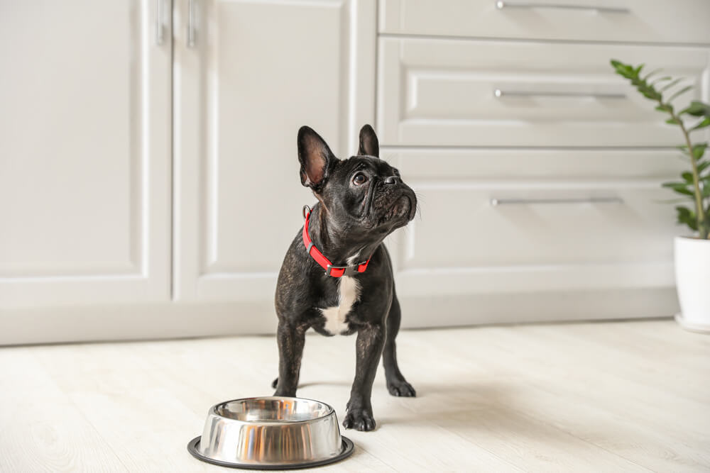 What to feed Boston Terriers