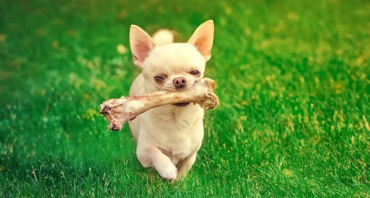 A chihuahua dog running with a dog in his mouth