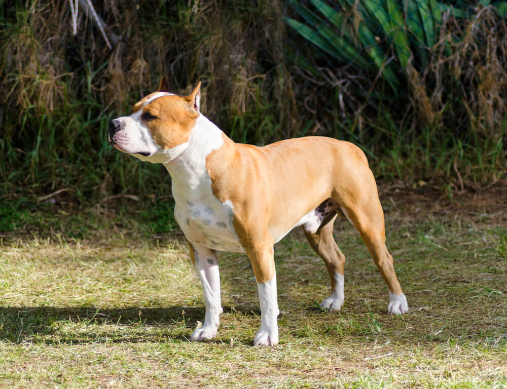 A stocky, muscular AmStaff