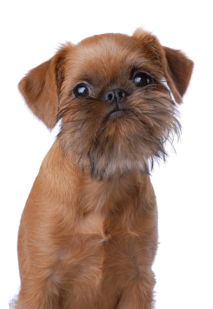 Smooth haired Brussels Griffon puppy