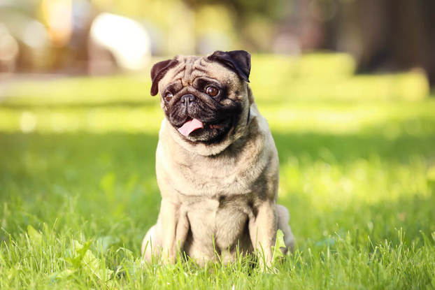 13 Dog Breeds That Are Picky Eaters: Fussy Doggies That Refuse Their ...